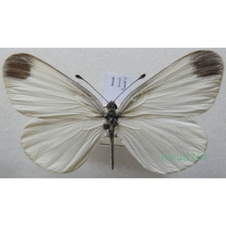 Leptidea sinapis (Linnaeus, 1758) male Wietek gorczycznik Czech11j